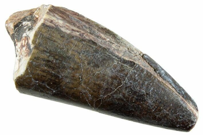 Dinosaur-Eating Crocodile (Sarcosuchus) Tooth - Niger #282072